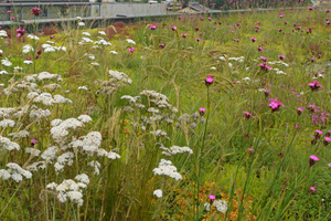  Vegetation als Mischung aus Kräutern, Gräsern und Sedum. Hoher Wasserrückhalt und hohe Artenvielfalt bei starker Minderung des Spitzenabflusses auf einem Retentionsdach Typ Mäander 60. 