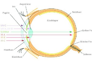  Aufbau des Auges und Eindringtiefen optischer Strahlung in das Auge [12]  