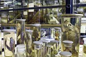 Eine „FirExting“-Mehrbereichslöschanlage mit Stickstoff schützt u.a. die in Ethanol präparierten Exponate der Nass-Sammlung im Museum für Naturkunde in Berlin.

Foto: Museum für Naturkunde 