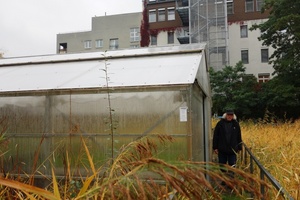  Das Gewächshaus der „Roof Water“-Farm verbindet Aquakultur mit Gemüseanbau als Hydroponik. 