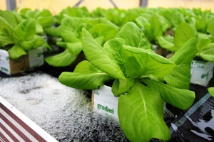  Pflanztische für Hydroponik mit Endiviensalat und Pak-Choi-Kohl. Die Wurzeln ragen in den durchfließenden Ablauf der Aquakultur. Der Fischkot ist willkommener Dünger. 