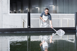  Bei der Ernte werden die Shrimps mit einem Kescher aus dem Becken mit 28 °C geholt und in einen Behälter mit Salzwasser mit -4 °C gegeben, mit dem sie schockgekühlt werden. 