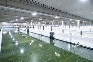   <br />Die Aufzuchtanlage der Swiss Shrimp AG hat insgesamt 16 Becken mit je 100 m<sup>3</sup> Wasservolumen. Die Aufzucht hat eine Kapazität von bis zu 60 t Shrimps im Jahr. 