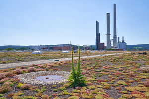  Rund 60 % des Niederschlags speichert das hier gezeigte Gründach. Die übrigen 40 % werden durch Versickern der Erde zugeführt.  