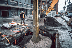  Der „TreeTank“ trägt dazu bei, dass die Wurzeln von der Oberfläche in die Tiefe gelenkt werden. Dort finden sie gleichermaßen genügend Wasser wie Nährstoffe und verankern sich fest gegen Windlast.  