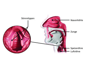  Darstellung des Nasen- und Rachenraums mit den für die Sprachbildung relevanten Details 