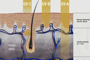  Bild 2: Eindringtiefe des UV-Lichts in die menschliche Haut. 