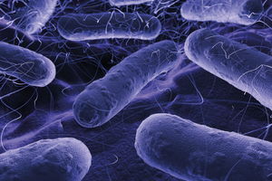 Wesentliche Eintragsquelle für Pseudomonas aeruginosa in die Trinkwasserinstallationen sind herstellerseitig kontaminierte Bauteile. Deswegen ist es wichtig, möglichst trocken geprüfte Bauteile einzusetzen. 